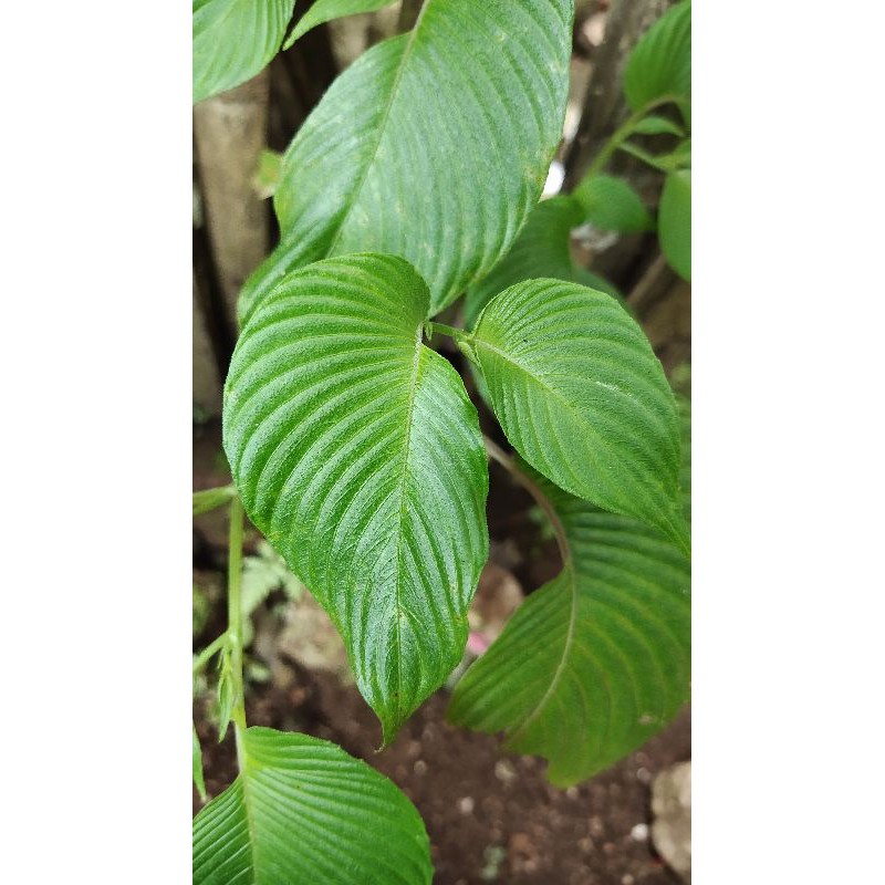 begonia sp  gelombang