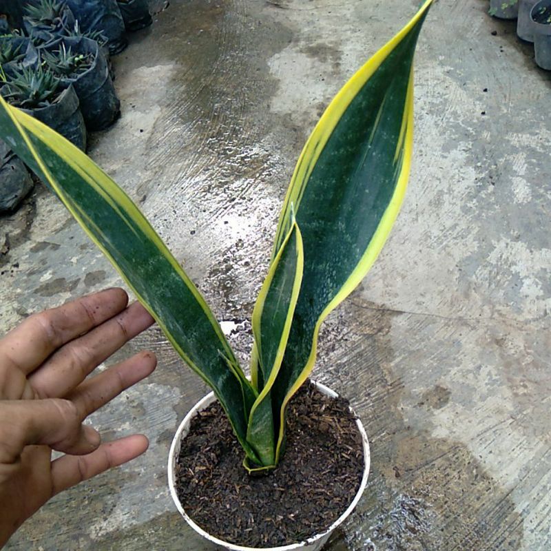 sansivera pedang jono