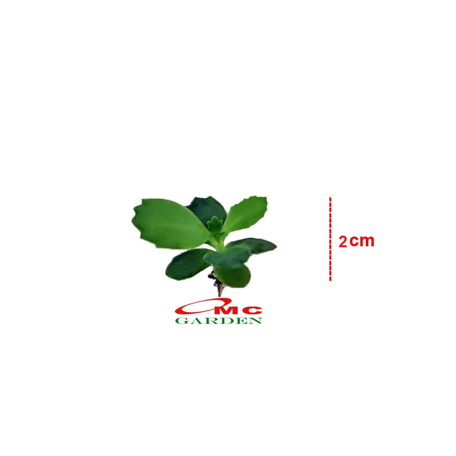 Cocor Bebek Sukulen Sekulen Bryophyllum Pinnatum Tanaman Hias Bibit 02