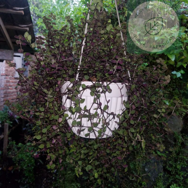 [150g] Tanaman hias bunga gantung kribo (asli tanpa hormon perubah warna daun)