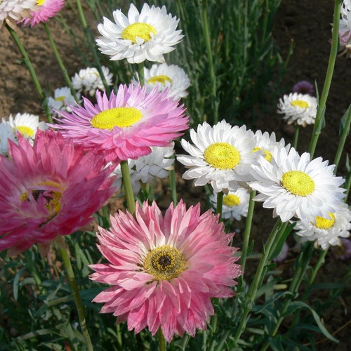 Benih Bibit Biji - Bunga Paper Daisy Giant Flowered Mix Helipterum Roseum Flower Seeds - IMPORT