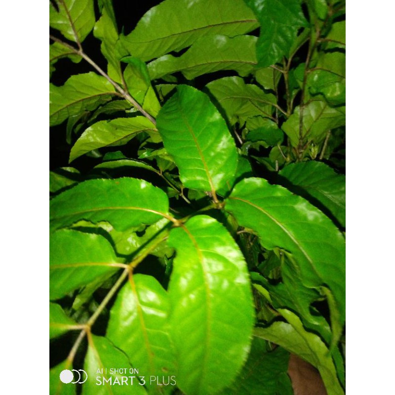 

daun caklacikli/1kg