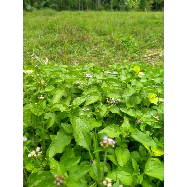 

Daun Bandotan segar Fresh 250gram Obat kista