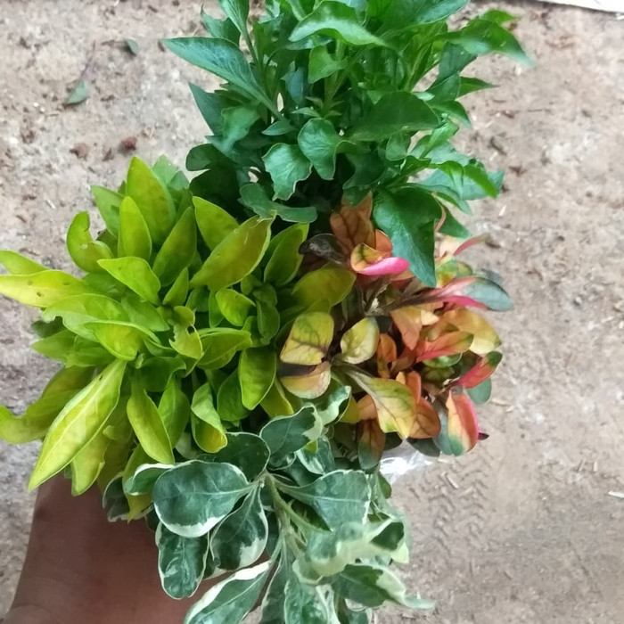 paket 4 tanaman hias krokot - merah - varigata - hijau - kuning