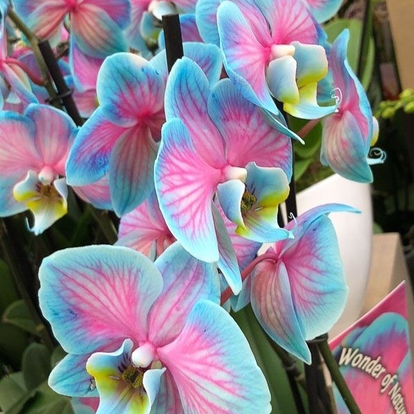 tanaman hias anggrek dendrobium blue pink galaxy langka ((tanaman rumah hidup+bunga hidup murah))