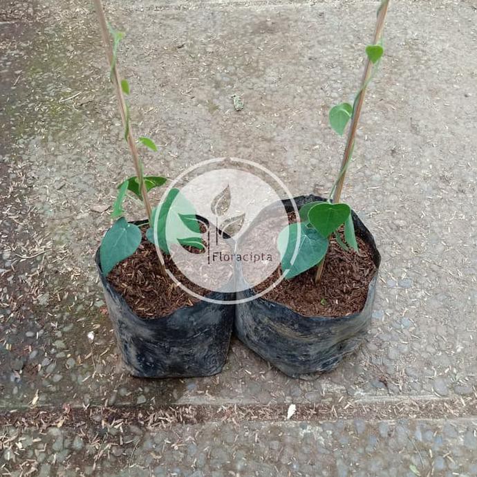 App Bibit Tanaman Cincau Bulu / Pohon Cincau Hijau Rambat / Daun Cincau