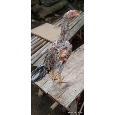 

telor ayam bangkok