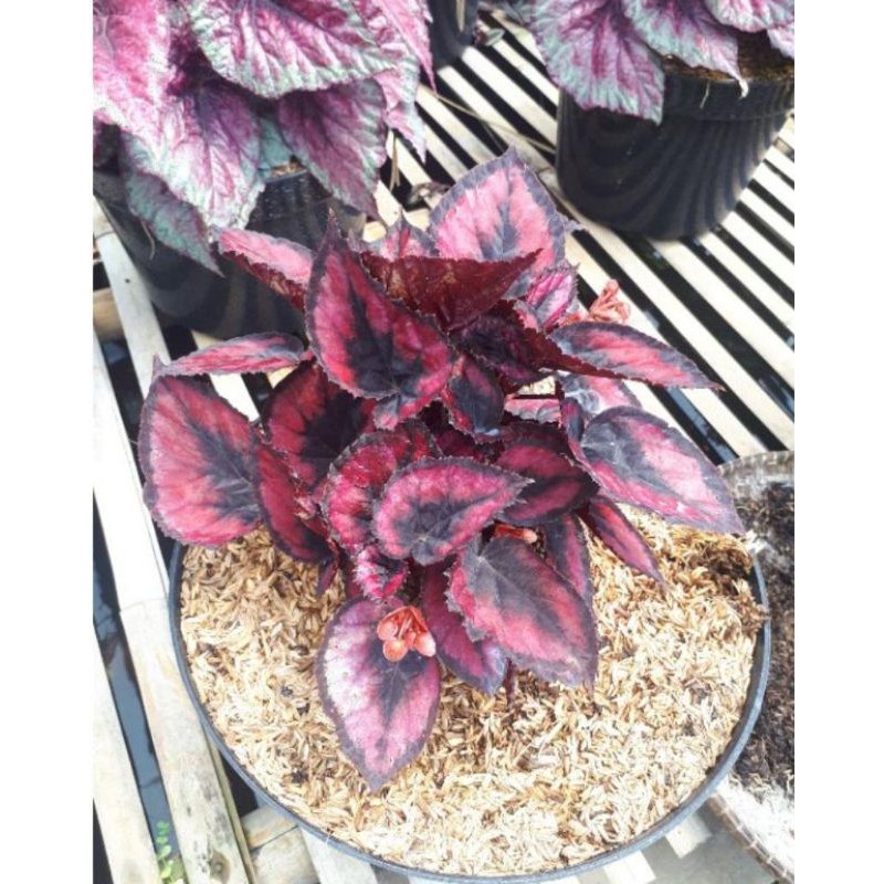 tanaman hias begonia red chili / bibit begonia