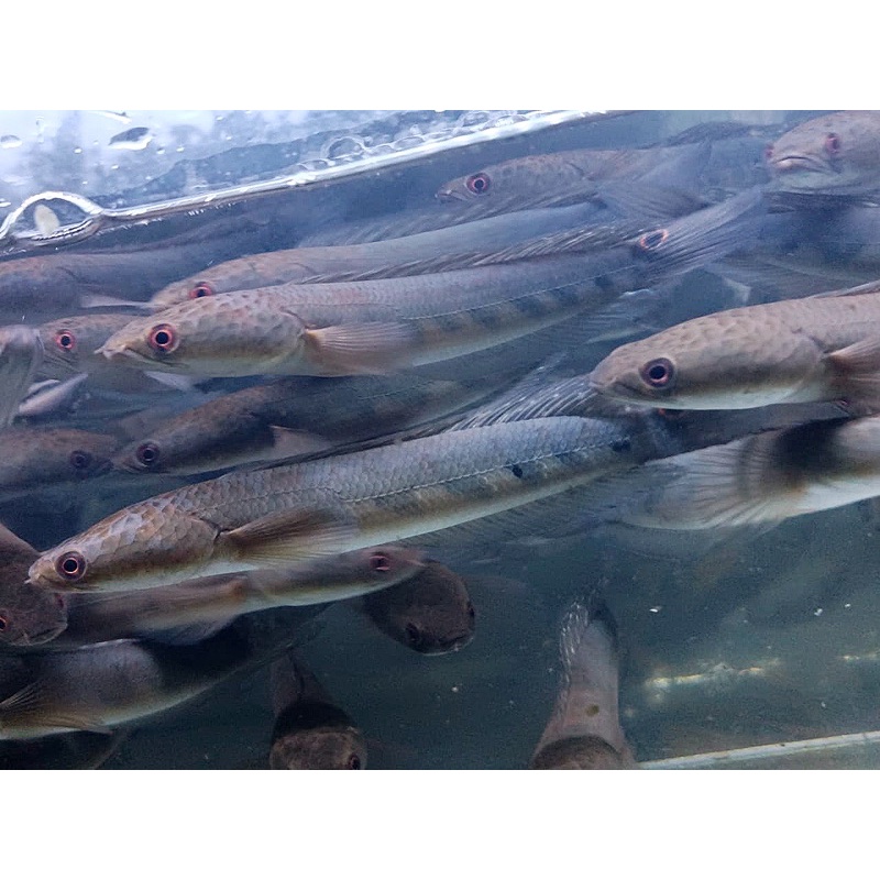 Chana Yellow Sentarum Sz 20-23 cm