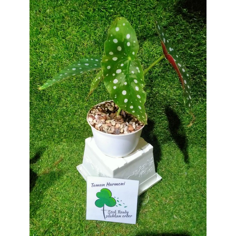 Tanaman Hias Begonia Polkadot + Pot + Batu Pancawarna