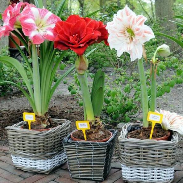 

Grosir HH98O Paket 3 umbi bunga amarylis 98 Terlaris