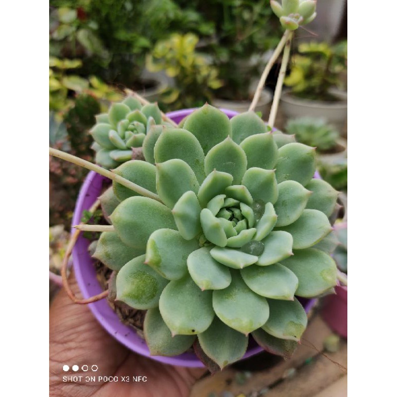 Sukulen mawar/sukulen anting ratu /sukulen echeveria