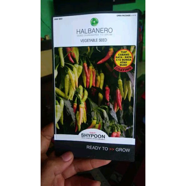 benih cabai shypoon