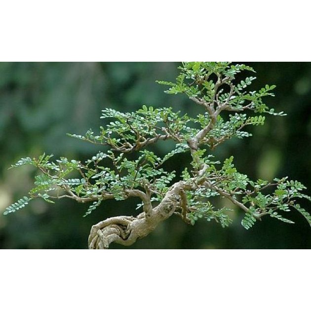 bahan bonsai kawista berkulitas / bibit kawista