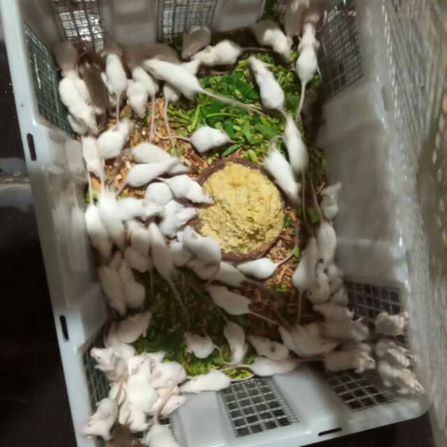TIKUS PUTIH MENCIT