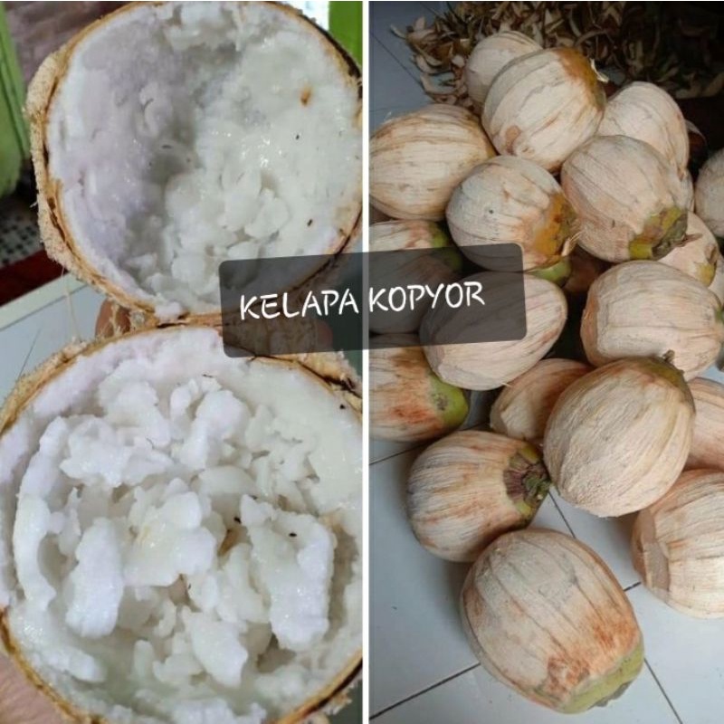

KELAPA KOPYOR PATI SIZE L