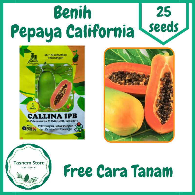 Bibit Biji Benih Pohon Pepaya California Kalifornia Calina Ipb Unggul 30 Seeds