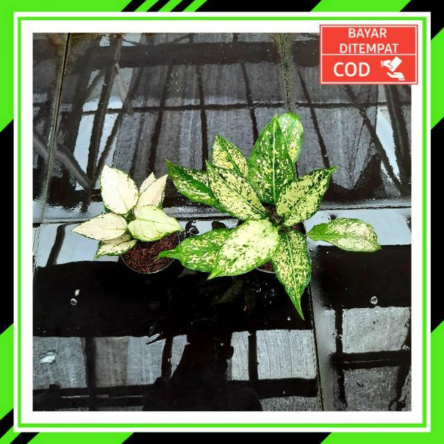 [✅COD] PAKET AGLONEMA - 2 POHON / PAKET AGLONEMA MURAH / TANAMAN HIAS AGLOMEMA / Aglonema murah