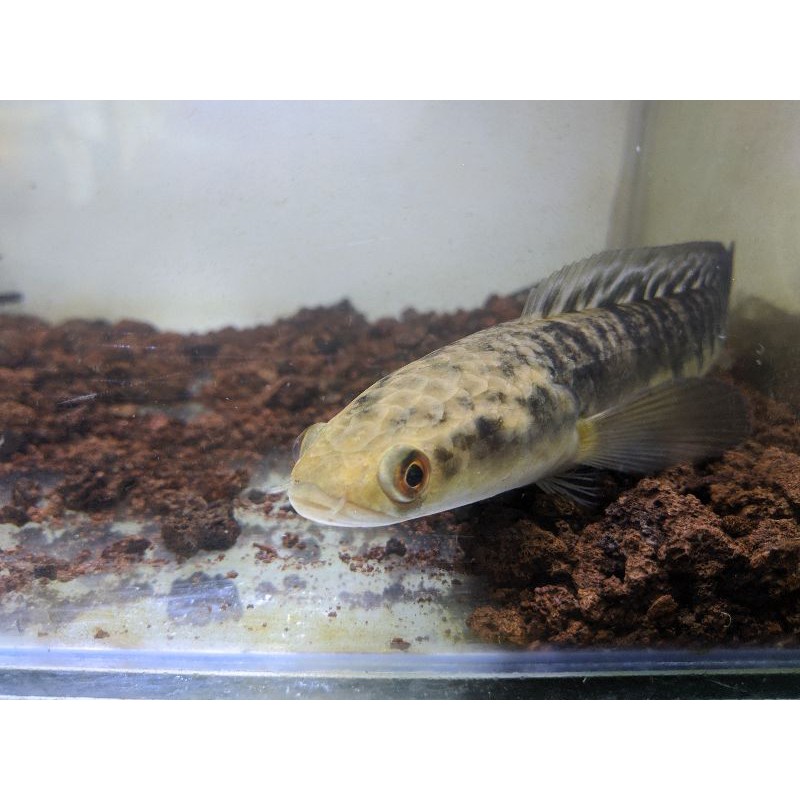 Channa Marulioides Yellow Sentarum Bar tebal keluar bunga