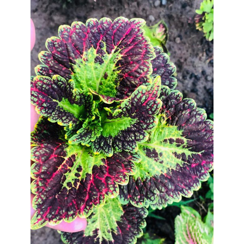 Miana_premium/miana_langka