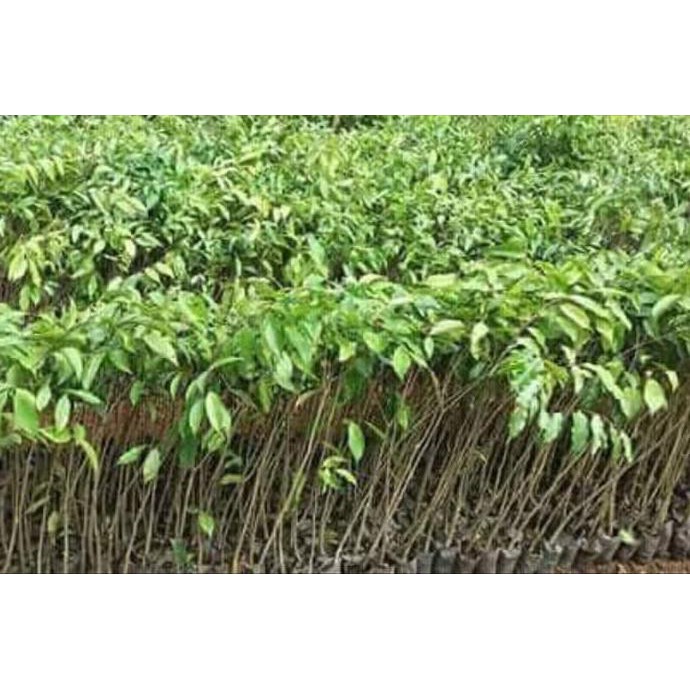 restock jual 4 bibit tanaman pohon gaharu super unggul bibit / biji / benih