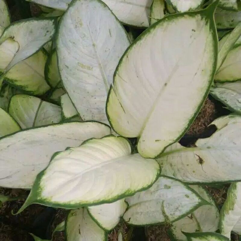 Tanaman hias Blanceng Susu-Daun Blanceng Susu