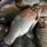 

Ikan Mas