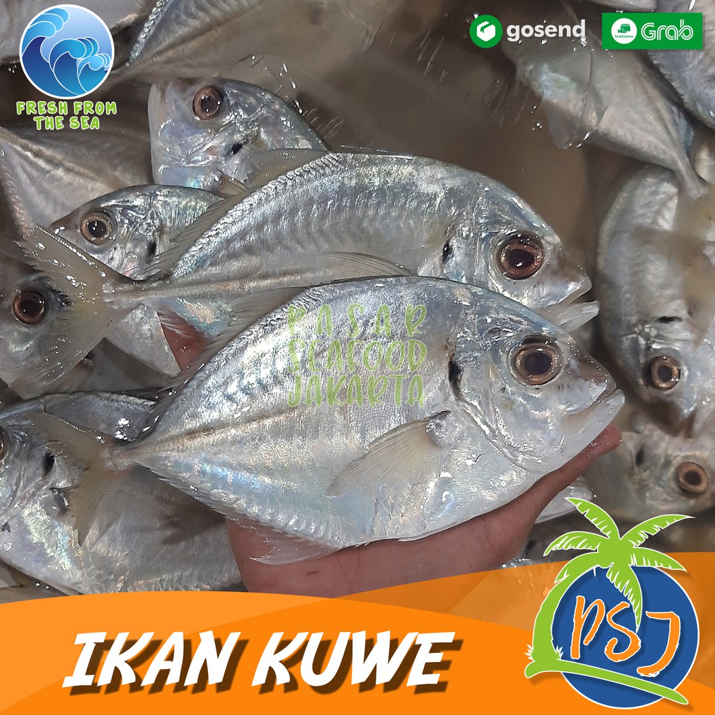 Jual Ikan Kuwe Segar Ikan Kue Fresh Isi Ekor Shopee Indonesia