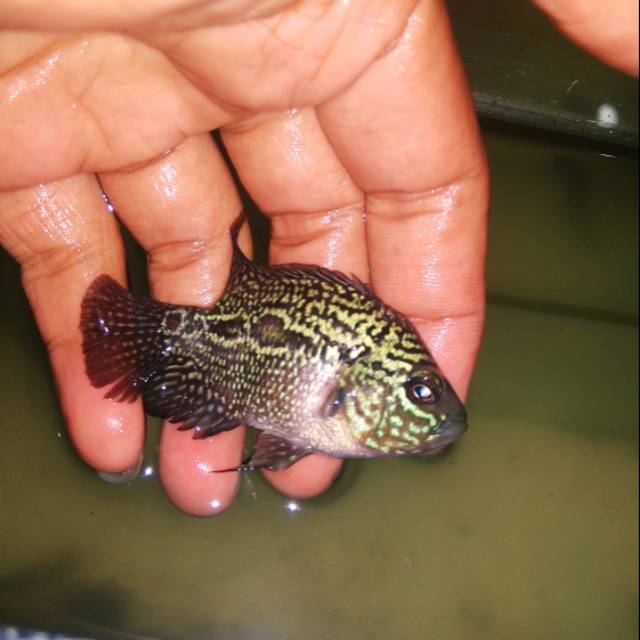 Burayak louhan kamfa F2