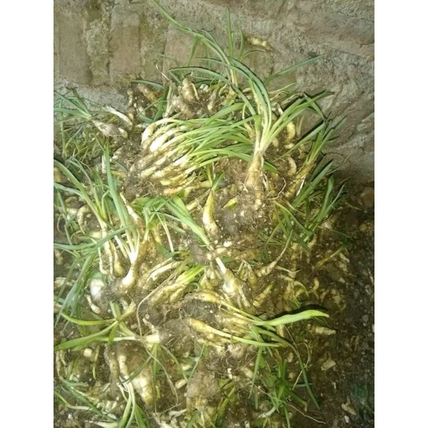 1 kg isi 30_50 an bibit bunga sedap malam cuma 7rb  an-2