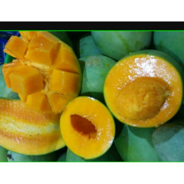 

mangga alpukat
