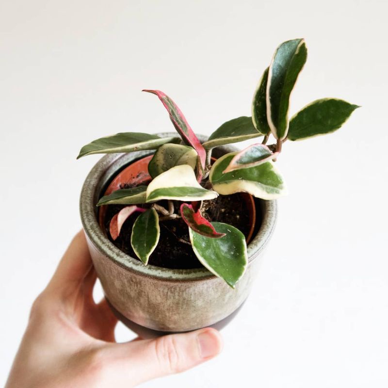 Tanaman bunga hoya carnosa varigata putih