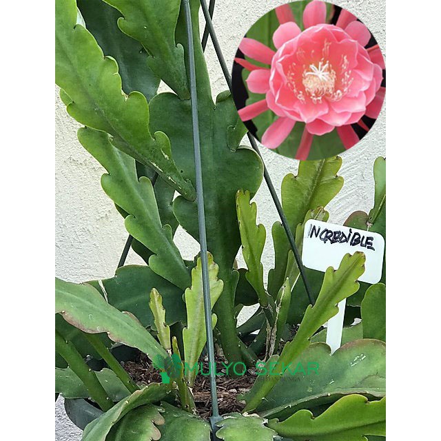 Wijaya Kusuma incredible Epiphyllum Bibit Dewasa Bunga wangi