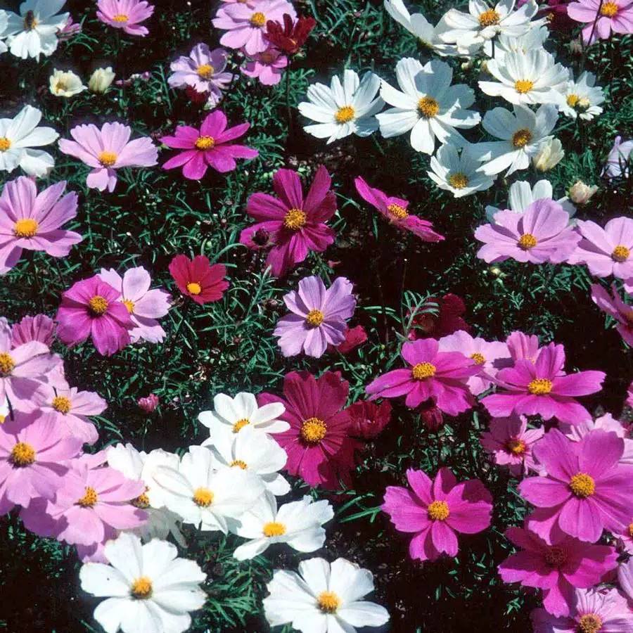 [Best Selling] 4 Seeds - Cosmos Dwarf Mix Haira Seed Biji Benih Bibit - SR0040