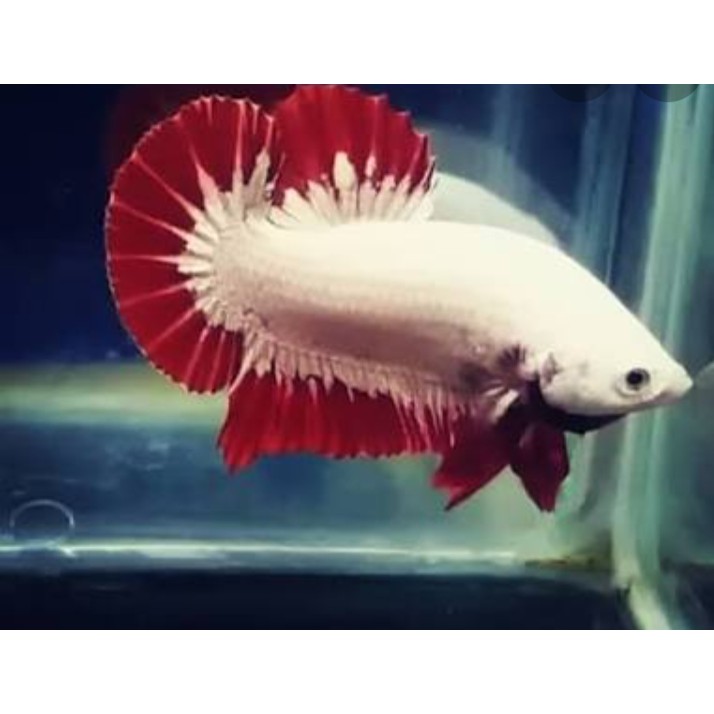 

Ikan cupang red dragon snow