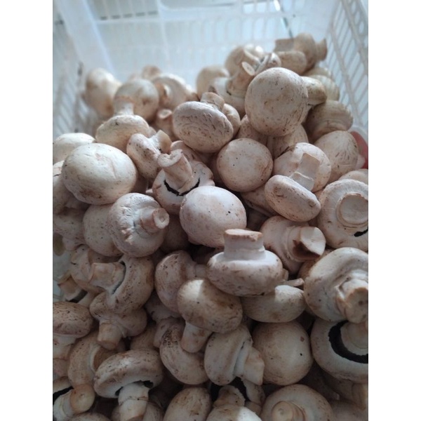 

Jamur Champignon pasar segar fresh