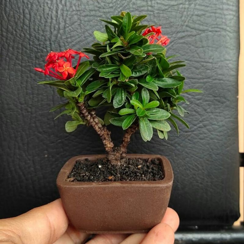 bibit bunga asoka - bunga asoka - asoka