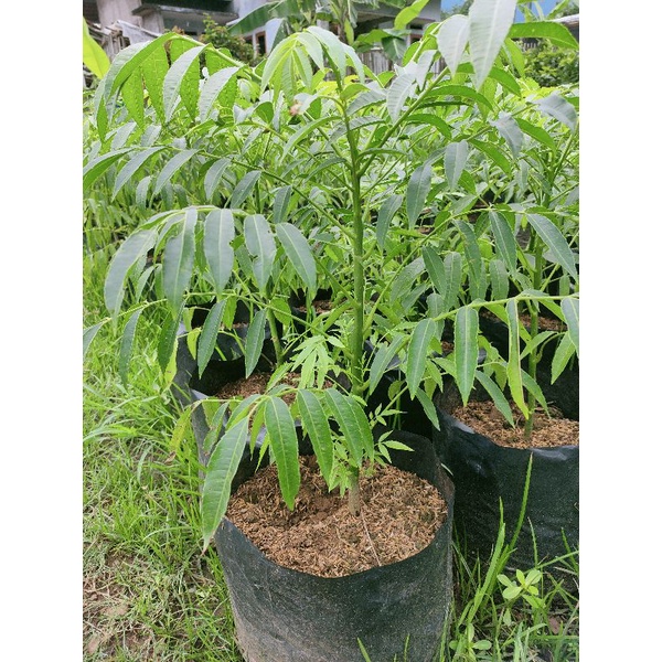 Pohon Buah Kedondong - Bibit Tanaman Buah Kedondong