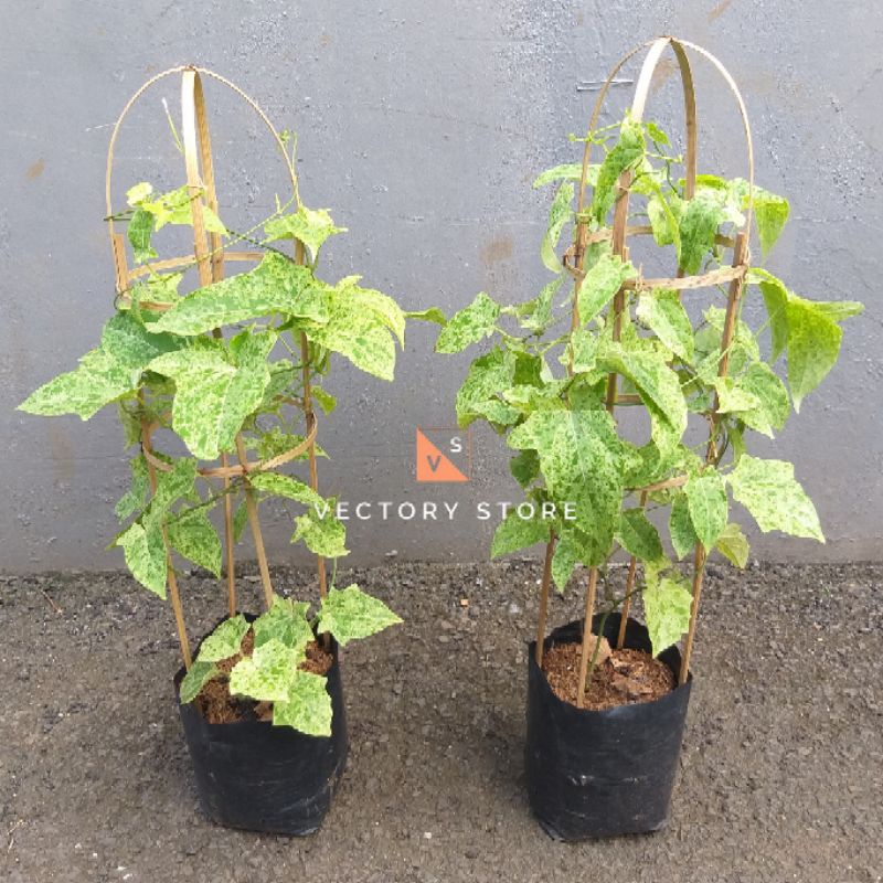 Tanaman Hias Pohon Thunbergia Grandiflora Variegata Super Rimbun Barang Langka