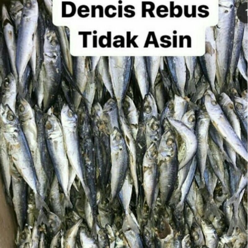 Dencis rebus