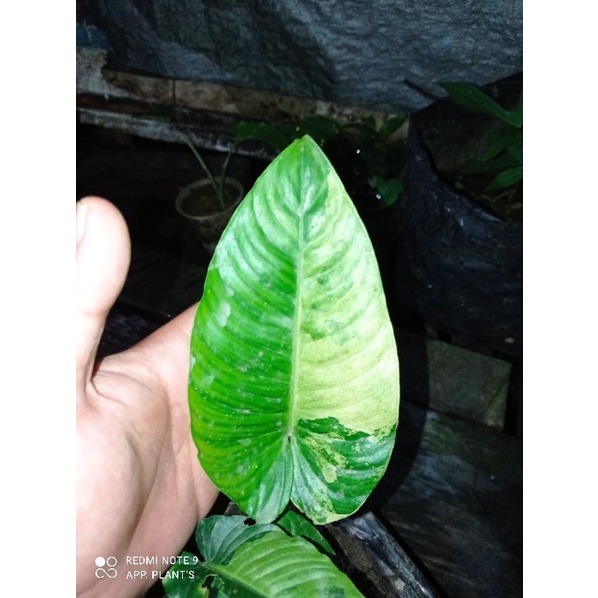 paket varigata Homalomena kuning, hapaline celtrix dan anadendrum black