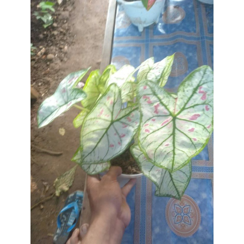 

stroberi star