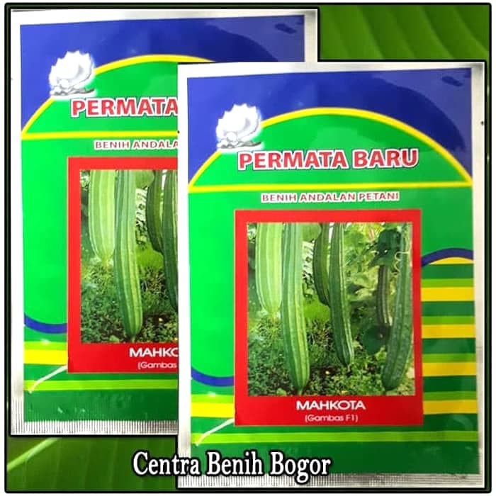 BIBIT BENIH OYONG MAHKOTA F1 10 GR - BIBIT OYONG