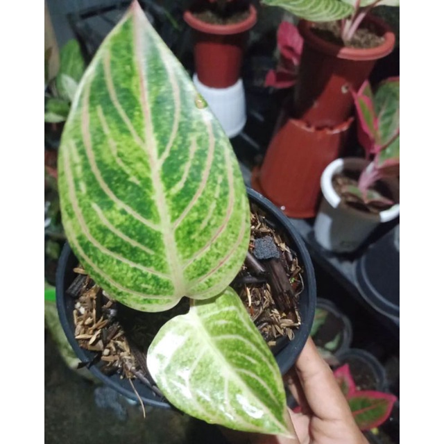 Aglaonema Anakan Esmeralda golden