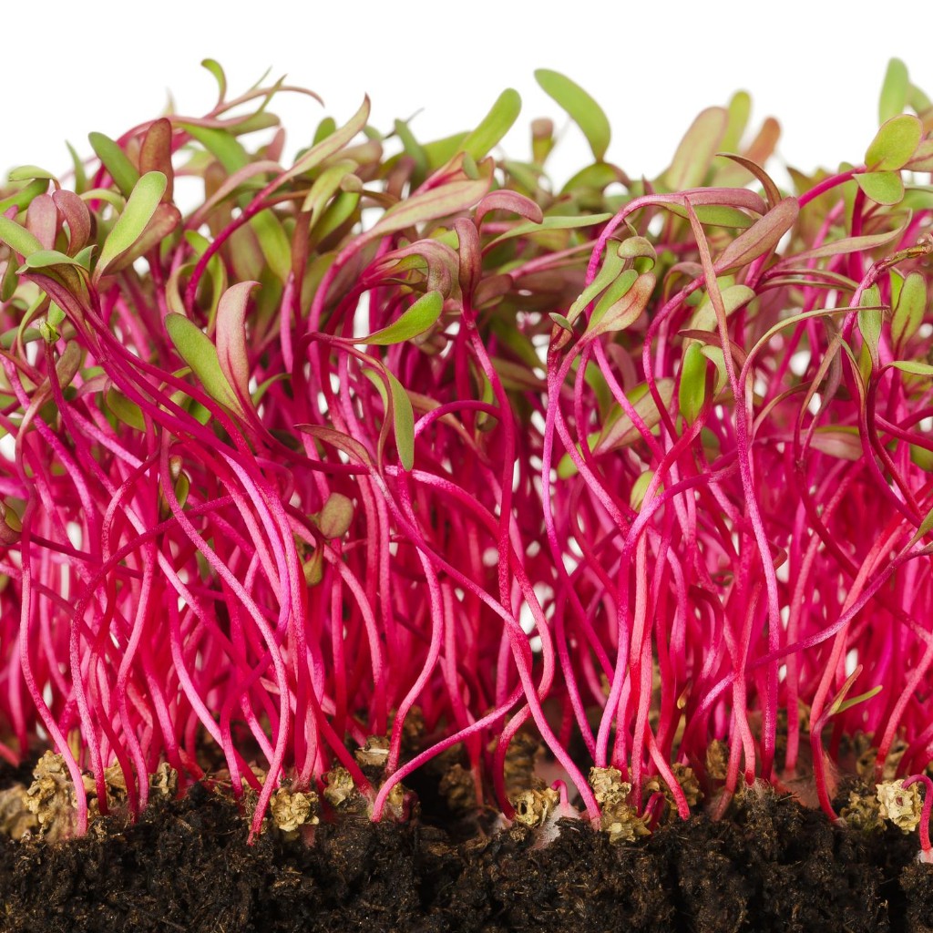 Benih Bibit Biji - Microgreens Beetroot (Panen dalam 16-21 hari) Sprouting Seeds - IMPORT