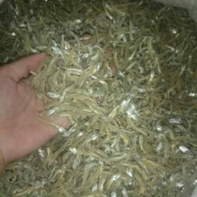 

Ikan Teri