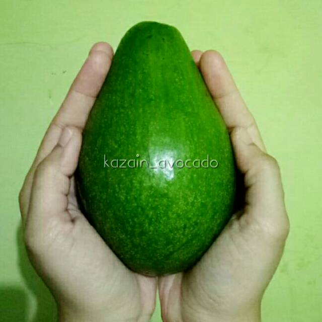 

Paket 3kg Alpukat Mentega Super