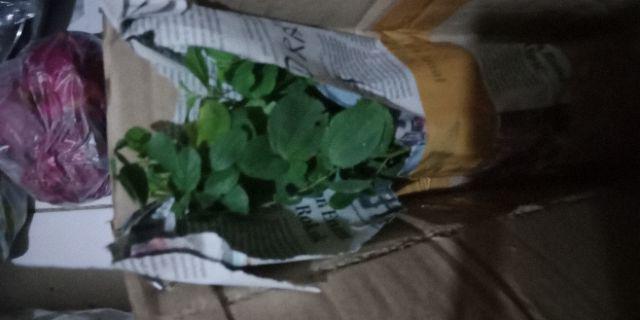 Bibit Bidara Arab/sidr 25-35cm