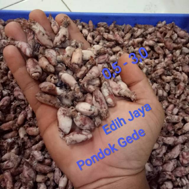 

Cumi Baby Kering/Sontong Kering Baby Netto 250 Gram Ukuran 0.5-3cm