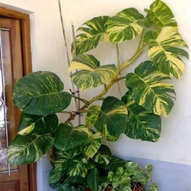 bonggol sirih gading jumbo monstera